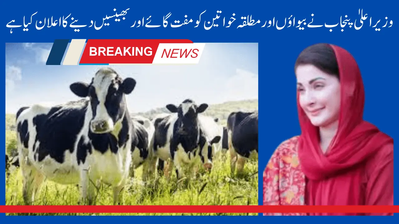 Chief Minister Punjab has give Free cows and Buffaloes to widows and divorced women through Livestock Card